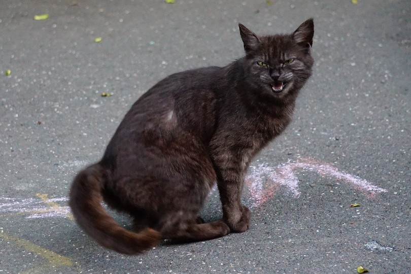 a black cat hissing