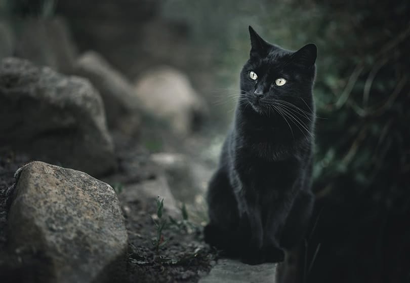 a black cat near big rocks