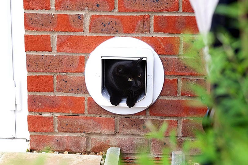 a black cat peeking through a cat flap