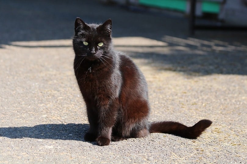 a black cat sitting outdoor