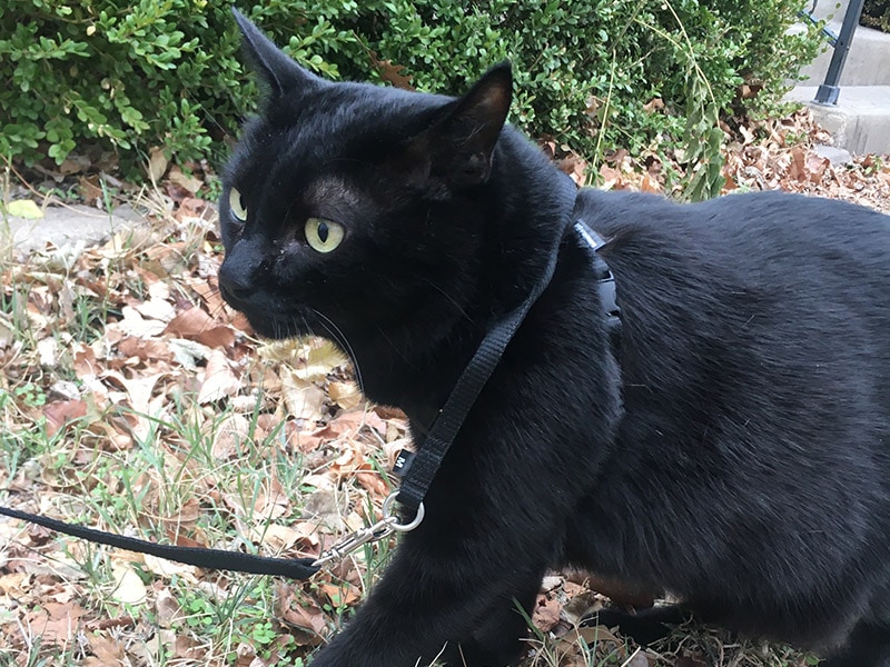 a black cat wearing the outdoor bengal cat harness and leash