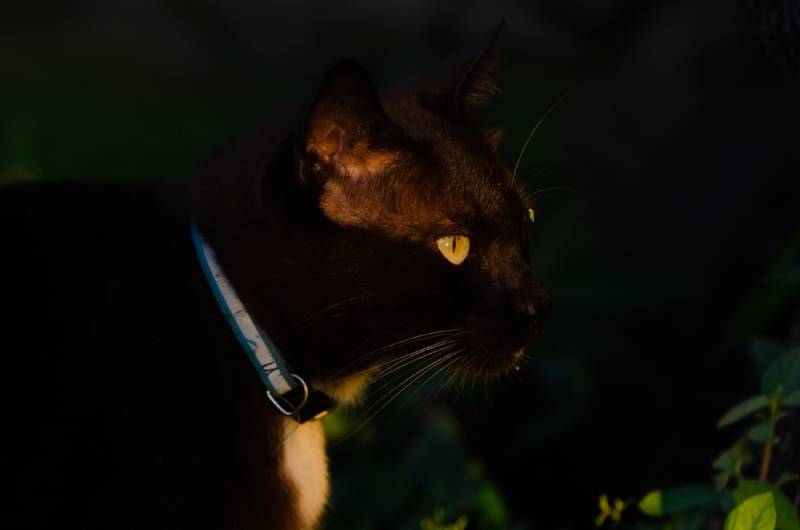 a black sam sawet cat in the dark