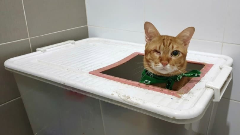a blind ginger cat inside a litter box
