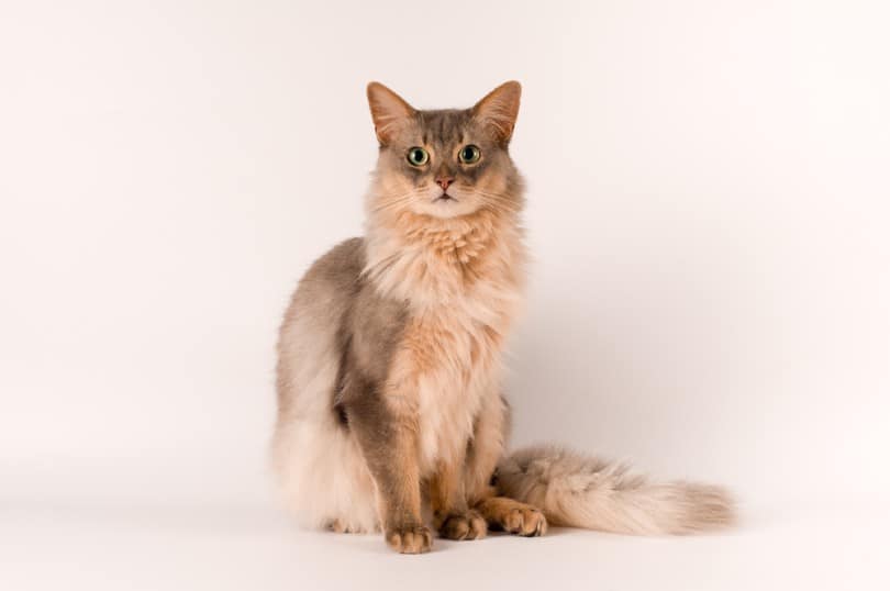 a blue somali cat