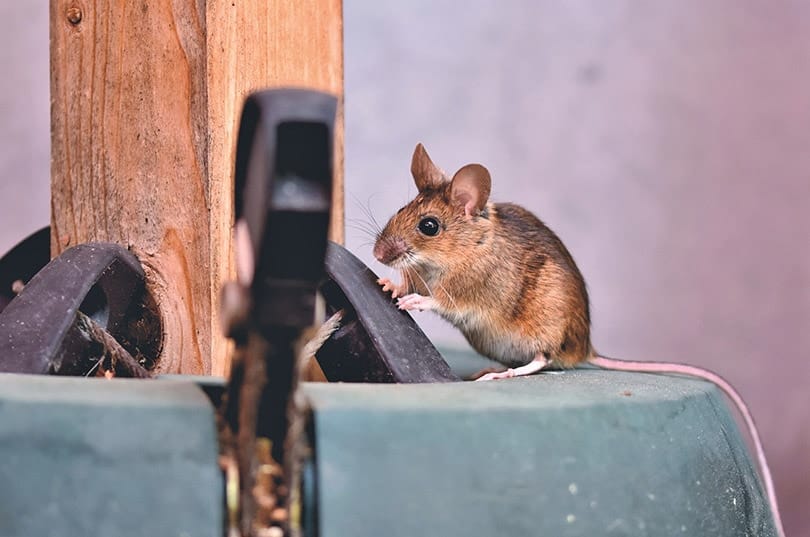 a brown long tailed mouse