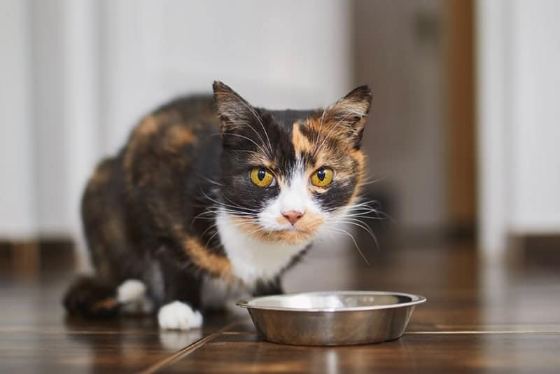 Calico cat eating