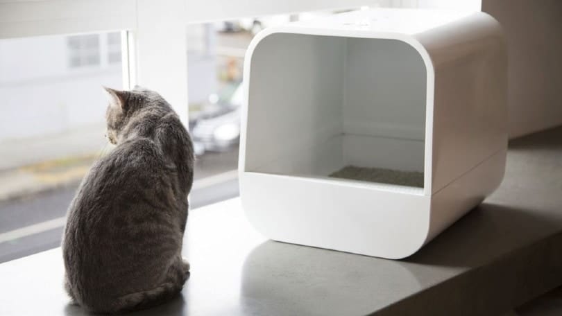 a cat and an automatic self cleaning cat litter box