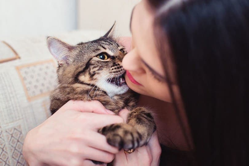 Why Do Cats Nibble On Your Nose How Pet Care