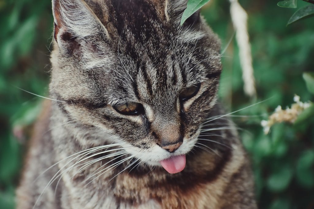 a cat blepping