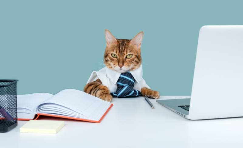 a cat dressed as an office worker