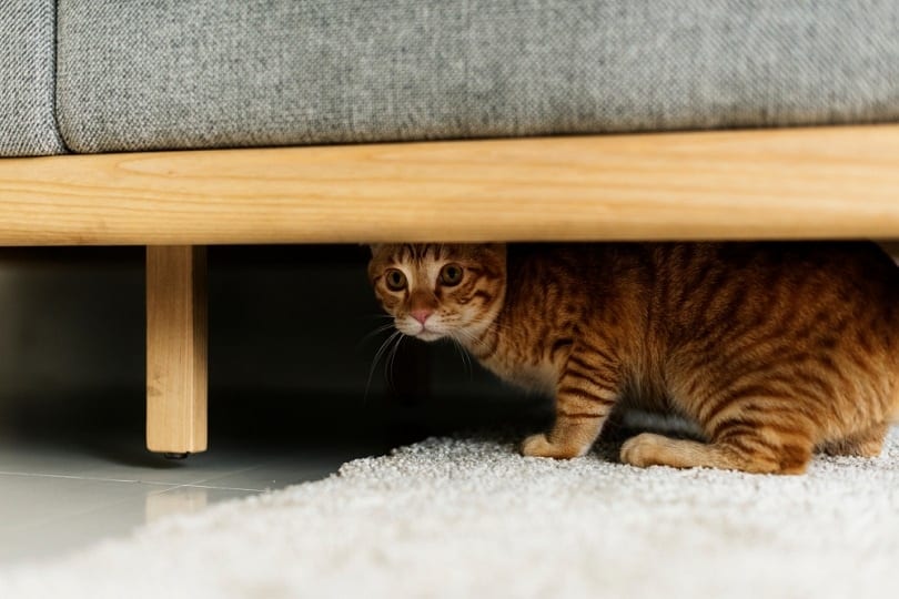 a cat hiding under a couch