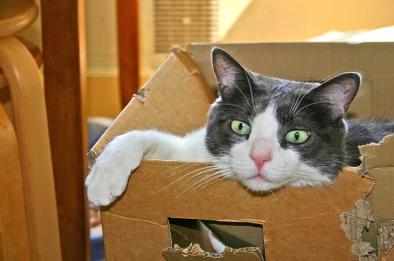 a cat in a cardboard box
