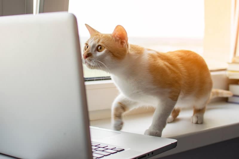 a cat looking at something on the laptop