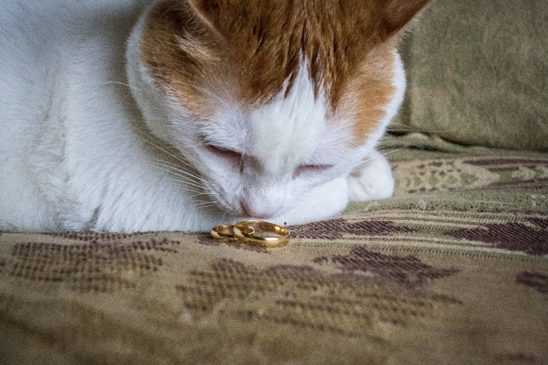 a cat looking at the wedding rings_JumpStory