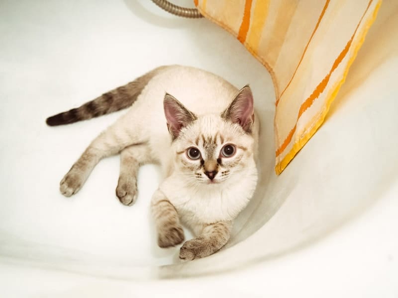 a cat lying in the bathtub