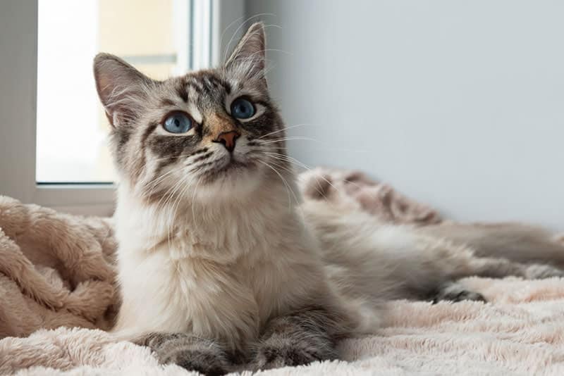 a cat lying on a blanket