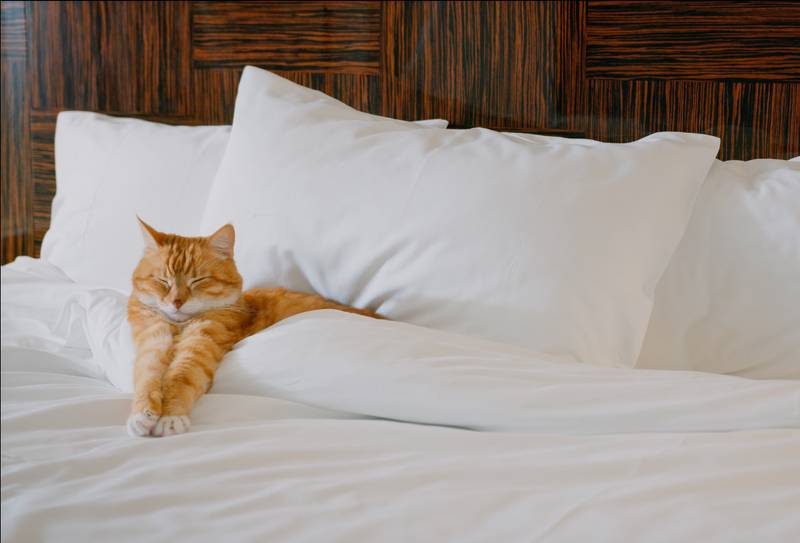 a cat lying on a hotel bed
