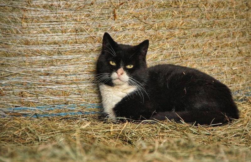 a cat lying on hay at a barn