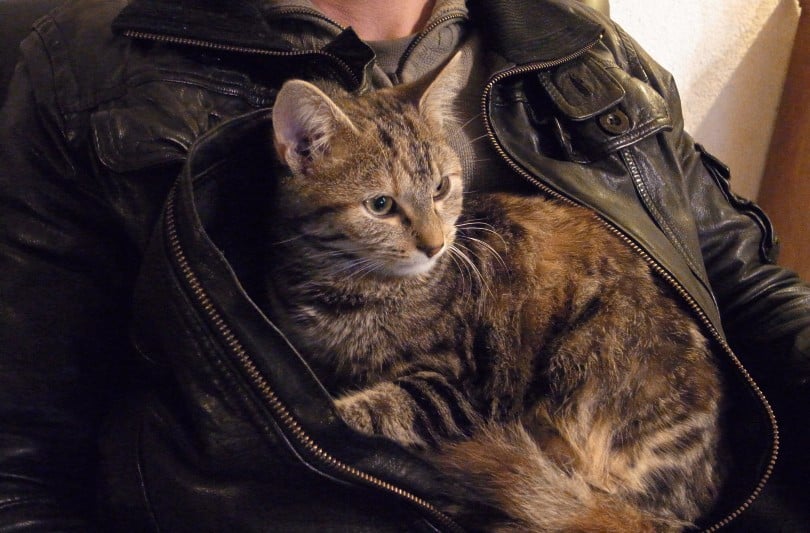 a cat lying on human's chest