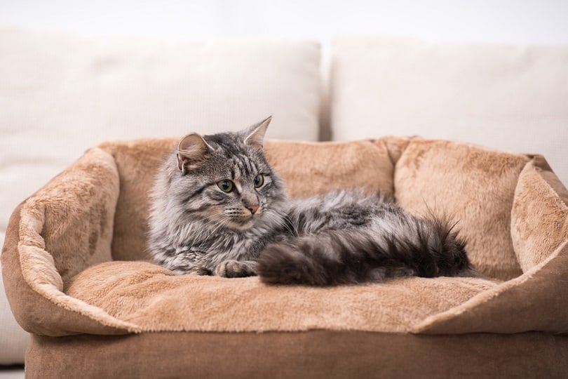 a cat lying on its bed