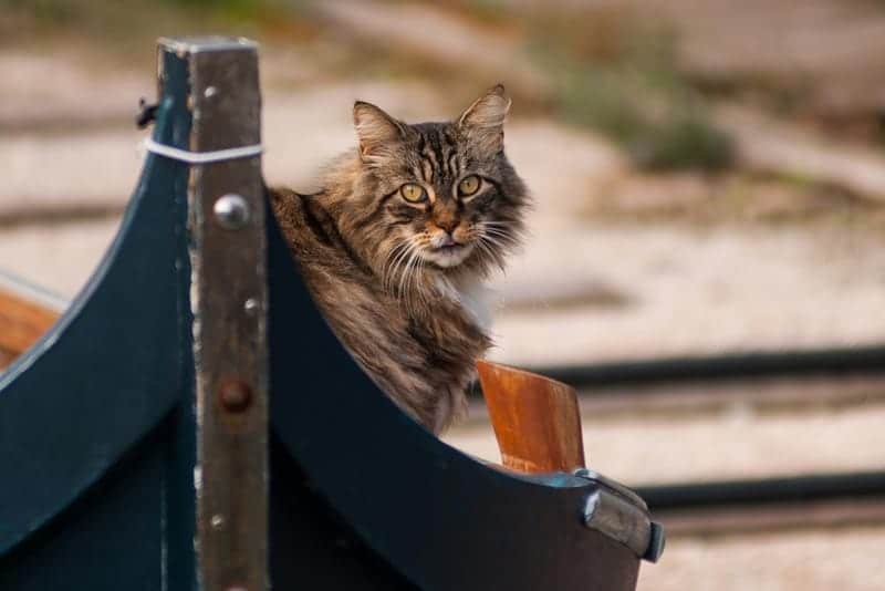 a cat on a boat