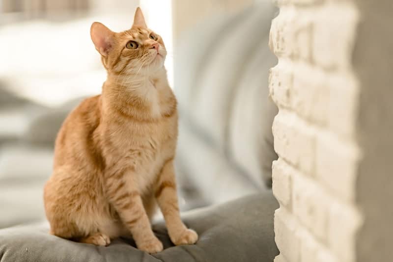 a cat on the couch looking up