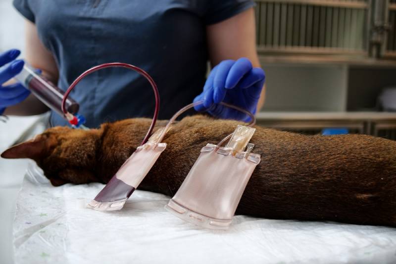 a cat receiving blood transfusion