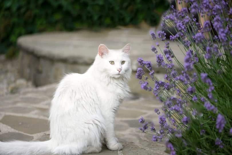 a cat sitting near lavender flowers