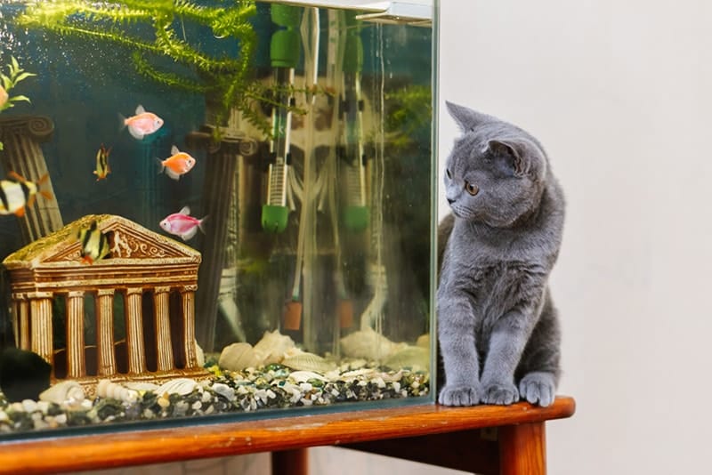a cat sitting near the fish aquarium