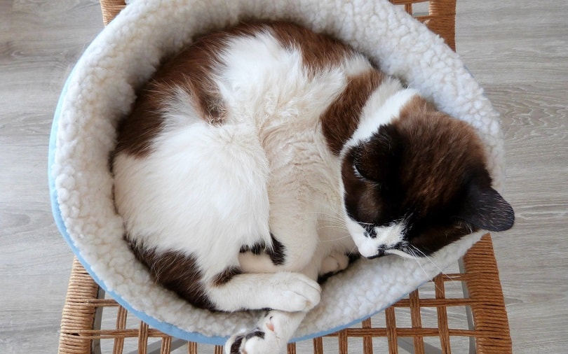 a cat sleeping on its bed