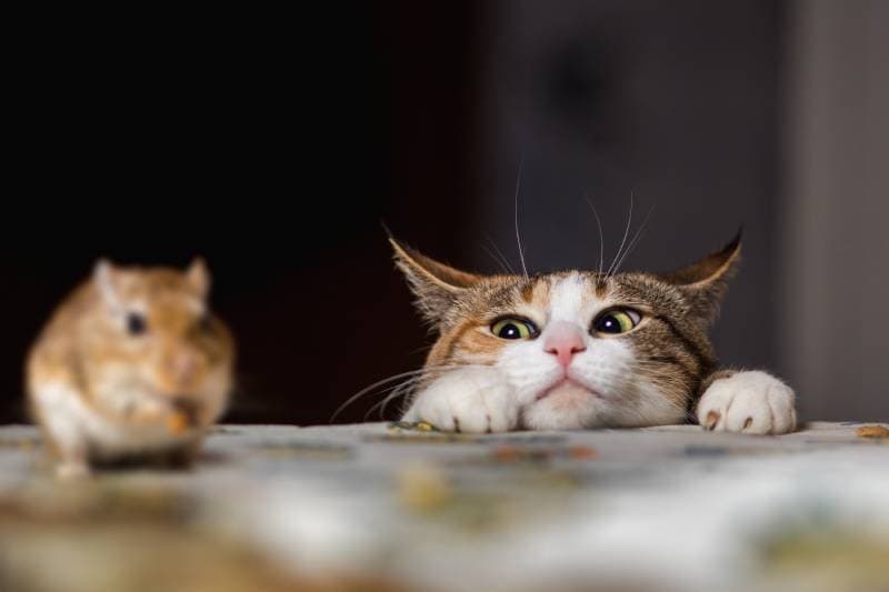 A cat trying to catch a mouse on the table