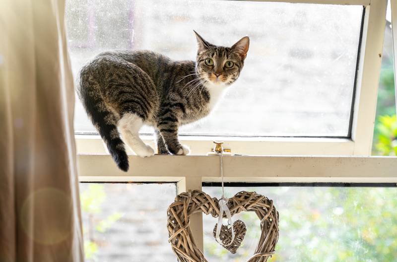 a cat trying to escape through the window