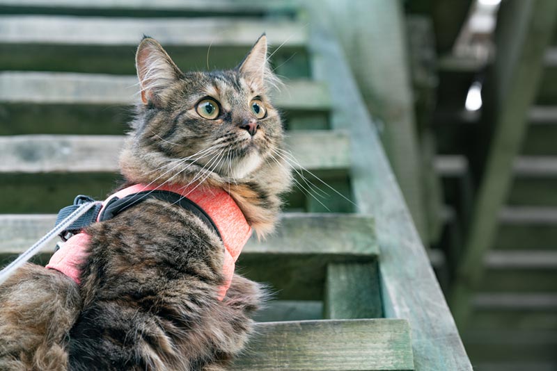 a cat wearing a harness