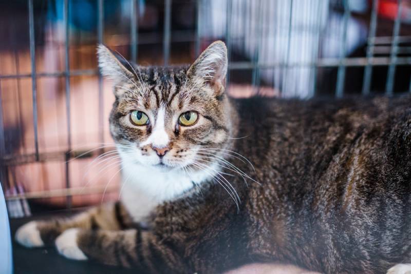 a cat with a strong face staying inside its crate