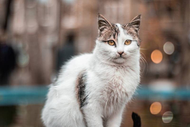 a cat with city lights background