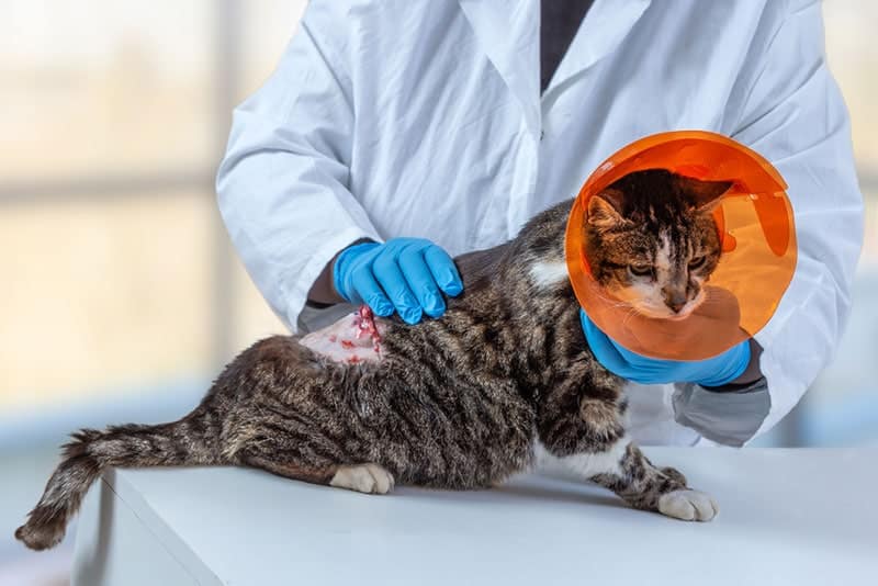 a cat with collar after tumor removing surgery