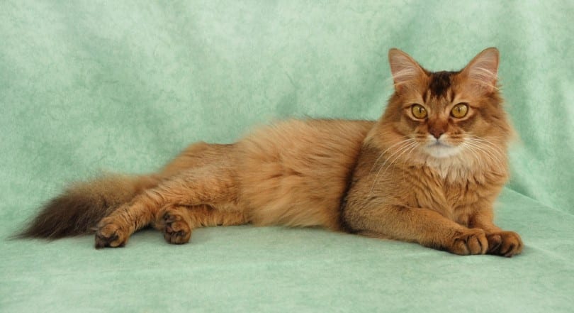 a chocolate somali cat