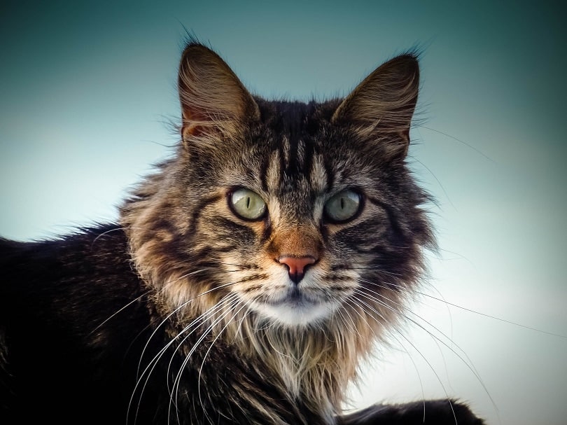 a close up of maine coon cat
