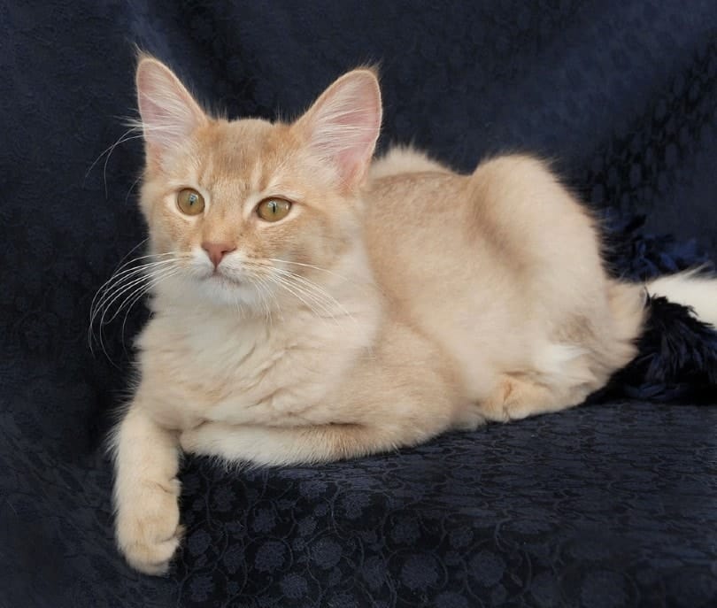 a cream somali cat