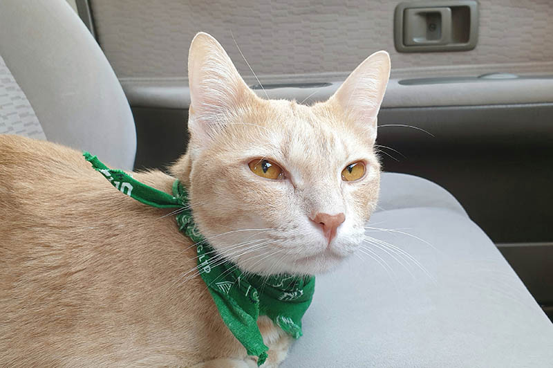 a cute bright orange cat wearing fabric collar sitting on the seat inside the car
