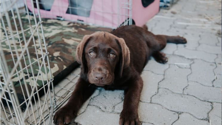 a cute brown puppy