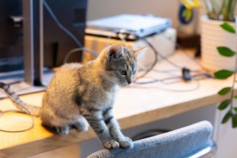 a cute kitten on an office desk