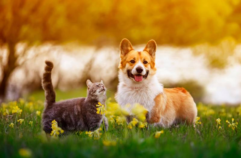 a dog and cat on a beautiful meadow