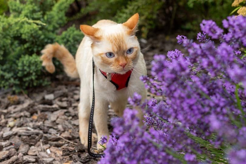 a domestic cat staring at a lavender bush