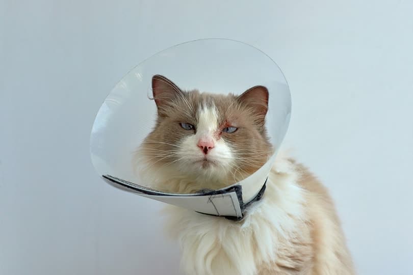 a domestic cat wearing a cone-shaped collar to prevent scratching skin disease