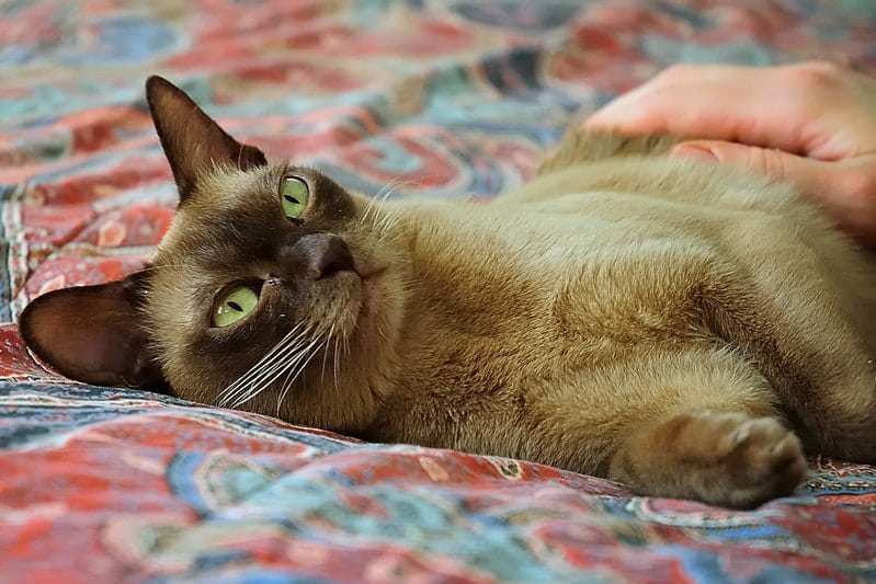 a european burmese cat