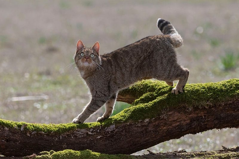 a european wildcat walking on a log