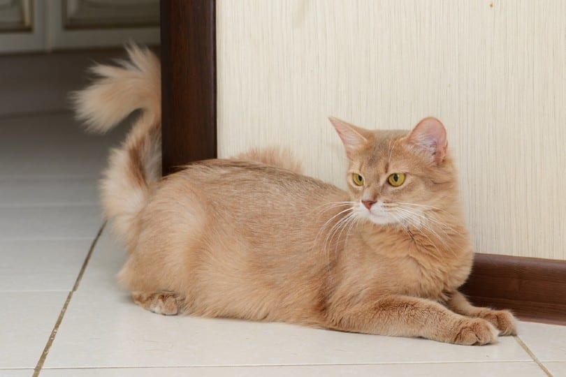 a fawn somali cat