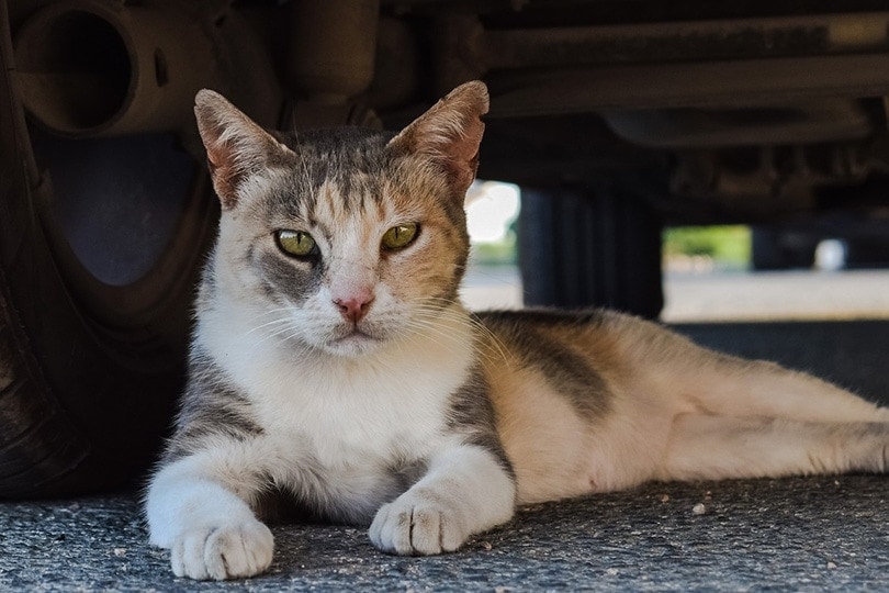 a feral cat lying under a car