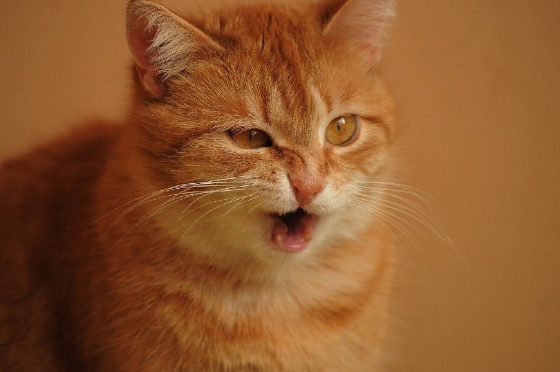 a ginger cat sneezes